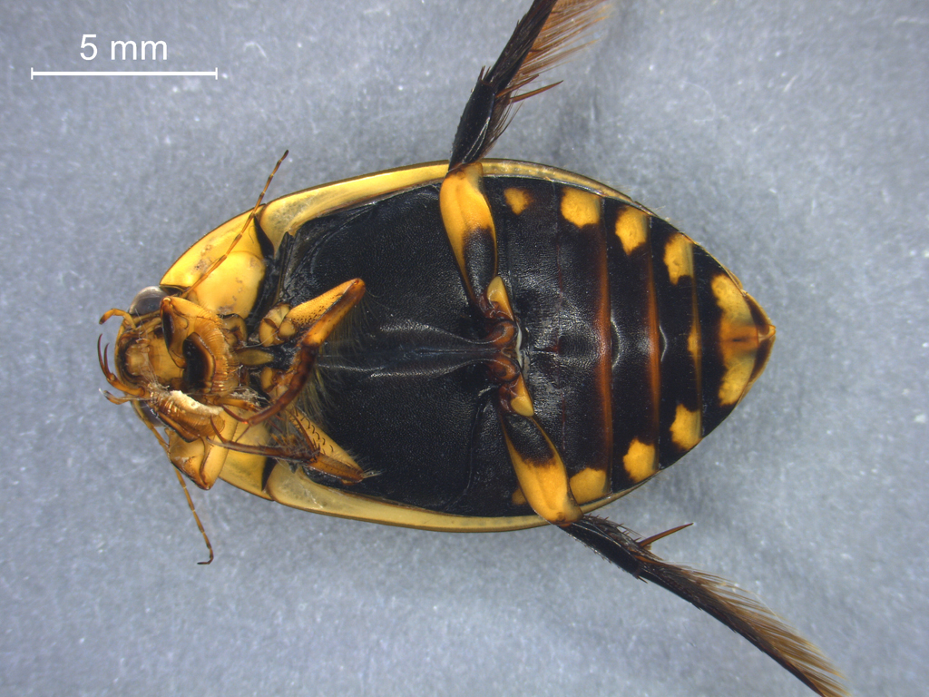 Acilius sulcatus